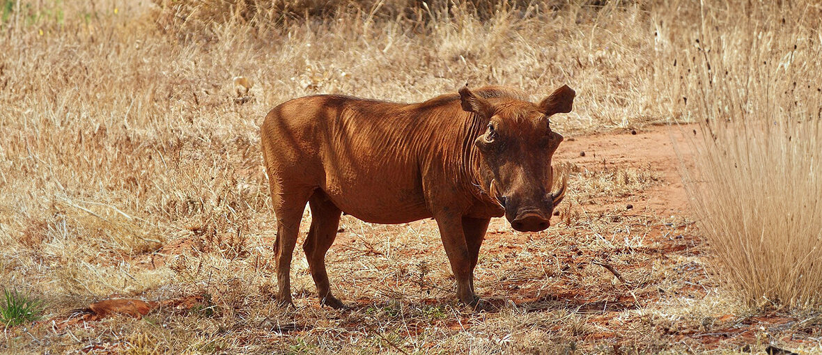 desert warthog