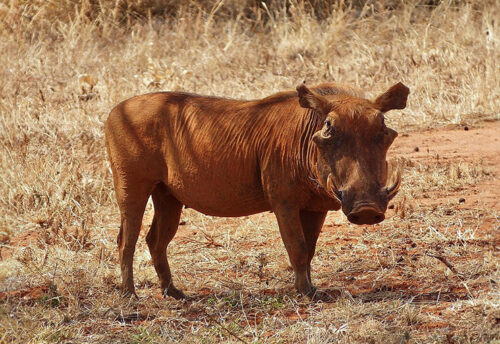 desert warthog