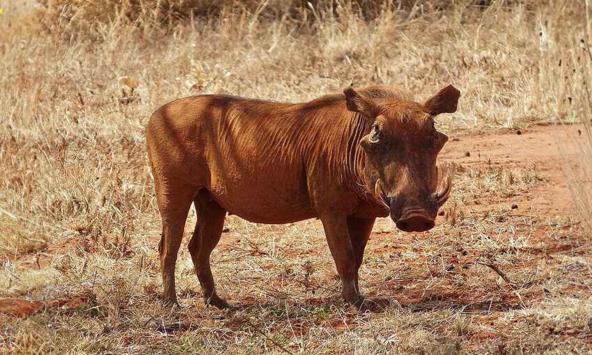 desert warthog