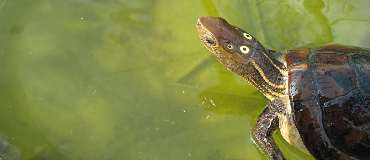 four-eyed turtle