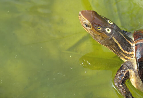 four-eyed turtle