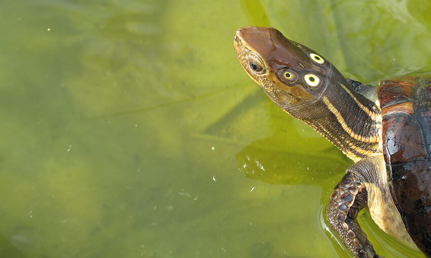 four-eyed turtle