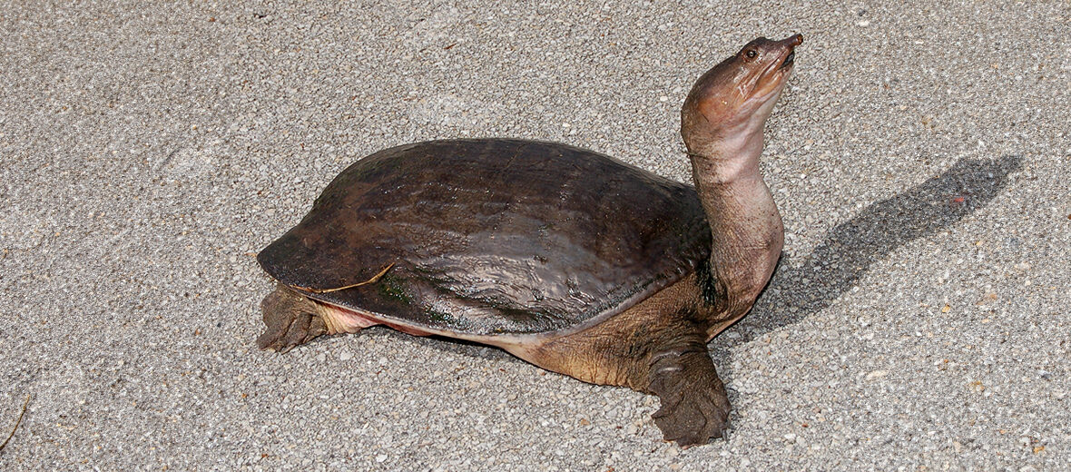 Florida softshell turtle