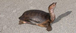 Florida softshell turtle