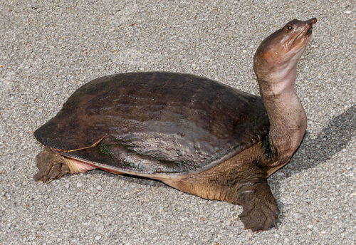 Florida softshell turtle