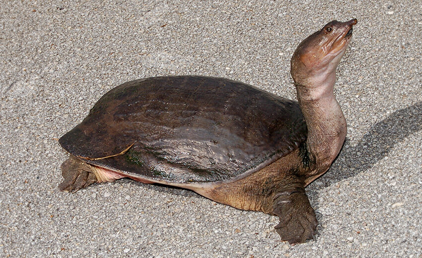 Florida softshell turtle