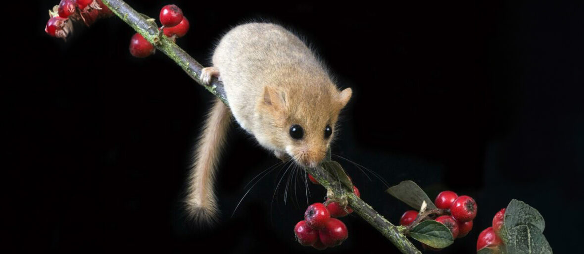 hazel dormouse