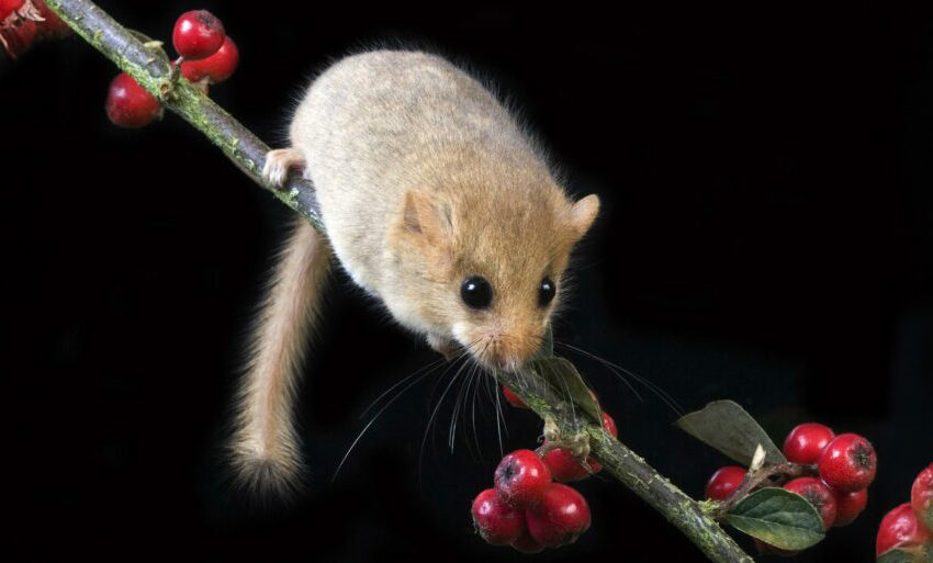 hazel dormouse