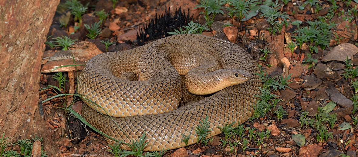 mole snake