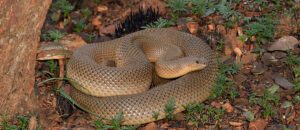 mole snake