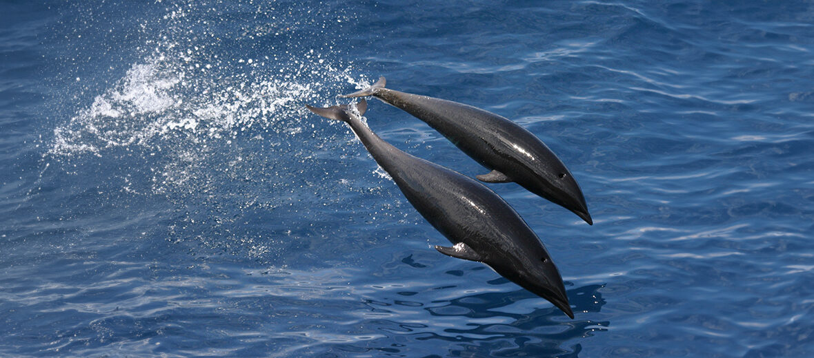 northern right whale dolphin