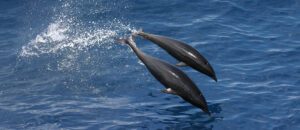 northern right whale dolphin