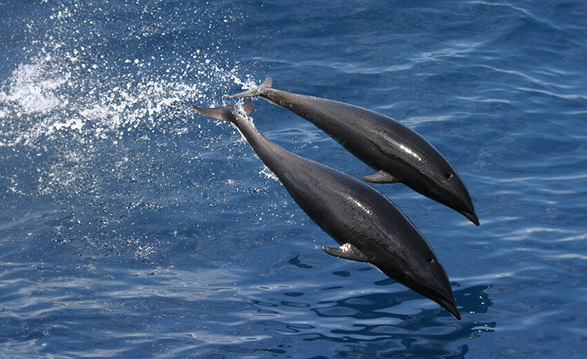 northern right whale dolphin