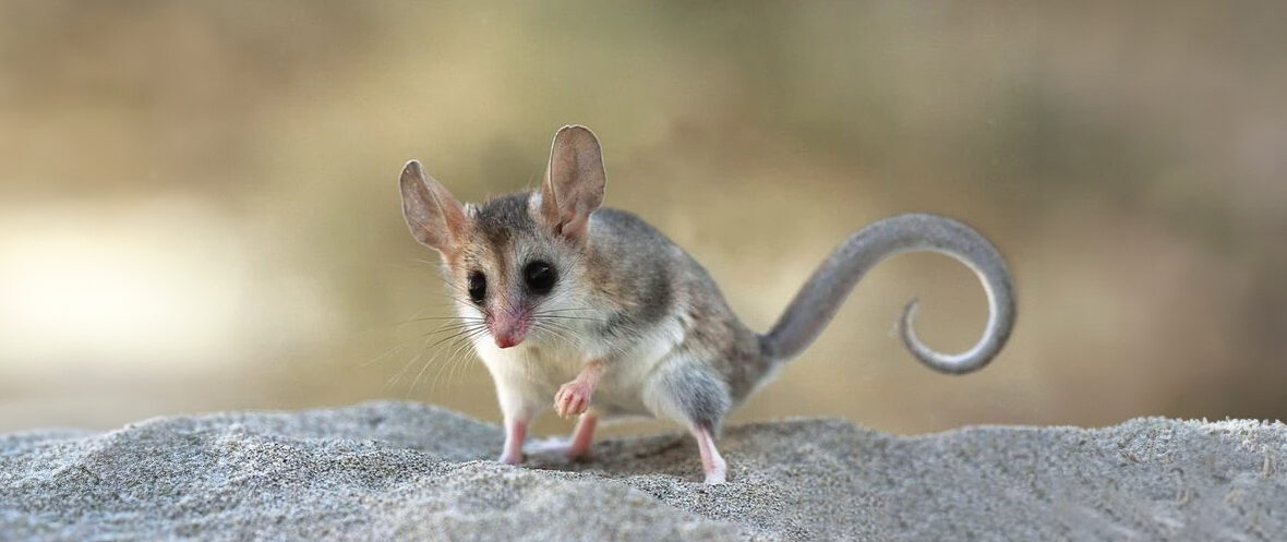 Patagonian opossum