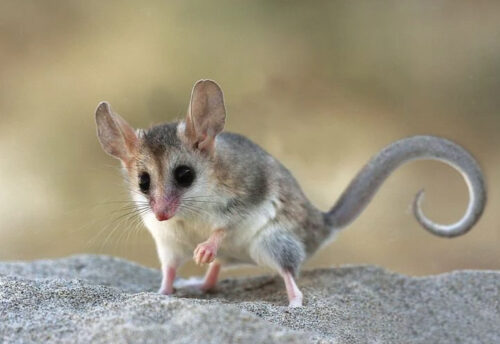 Patagonian opossum