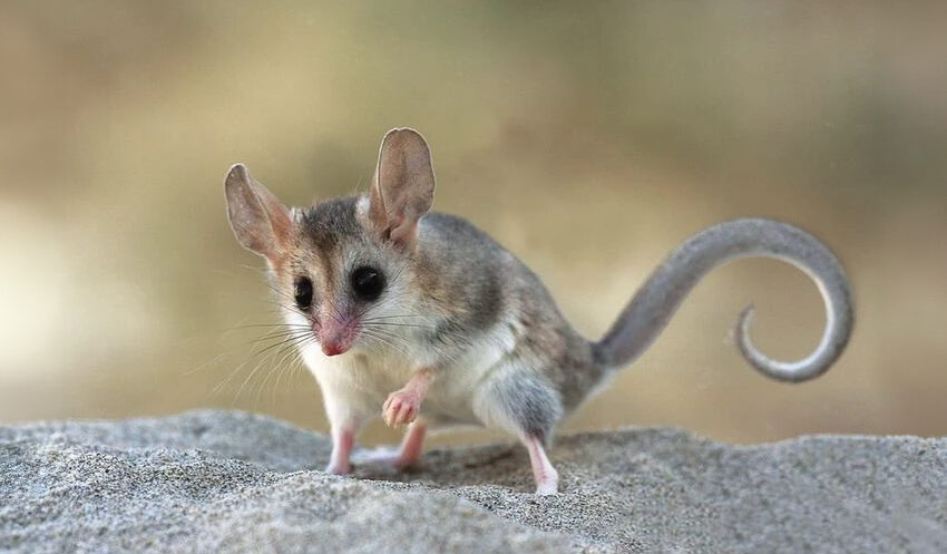 Patagonian opossum