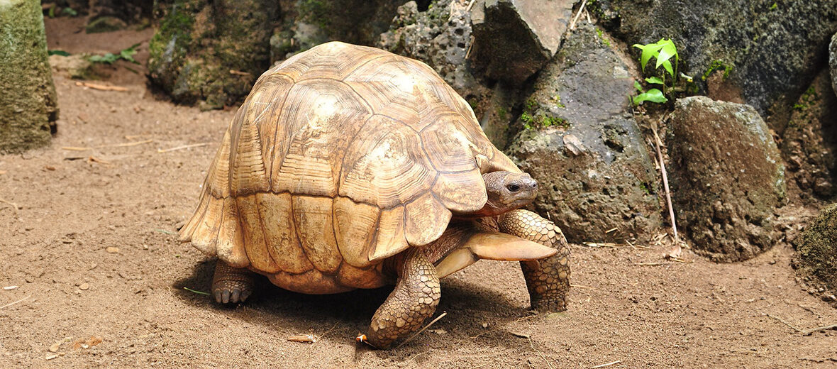 ploughshare tortoise