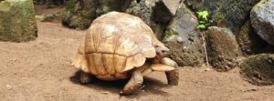 ploughshare tortoise