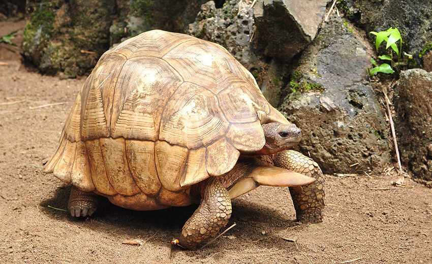 ploughshare tortoise