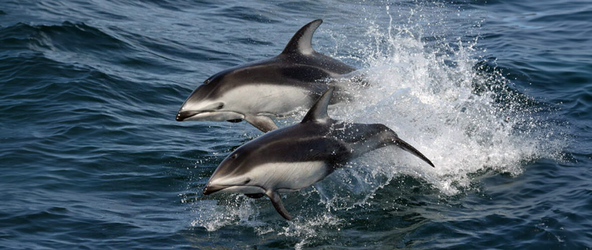 Pacific white-sided dolphin