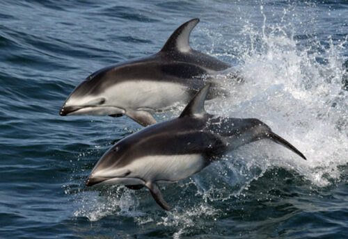 Pacific white-sided dolphin