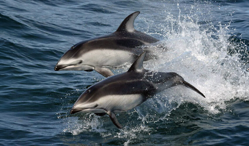 Pacific white-sided dolphin