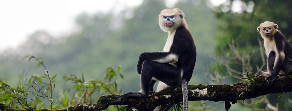 Tonkin snub-nosed monkey