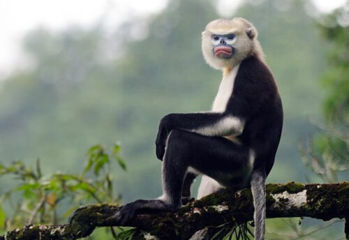 Tonkin snub-nosed monkey