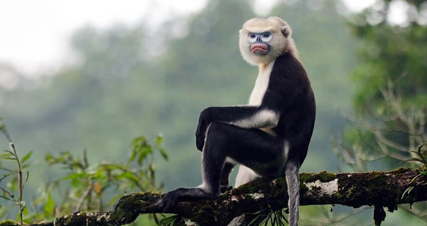 Tonkin snub-nosed monkey