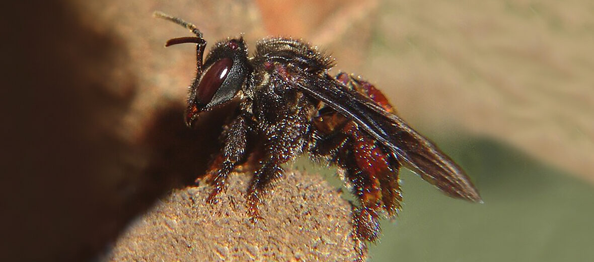 The Vulture Bee | Critter Science