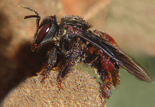 vulture bee