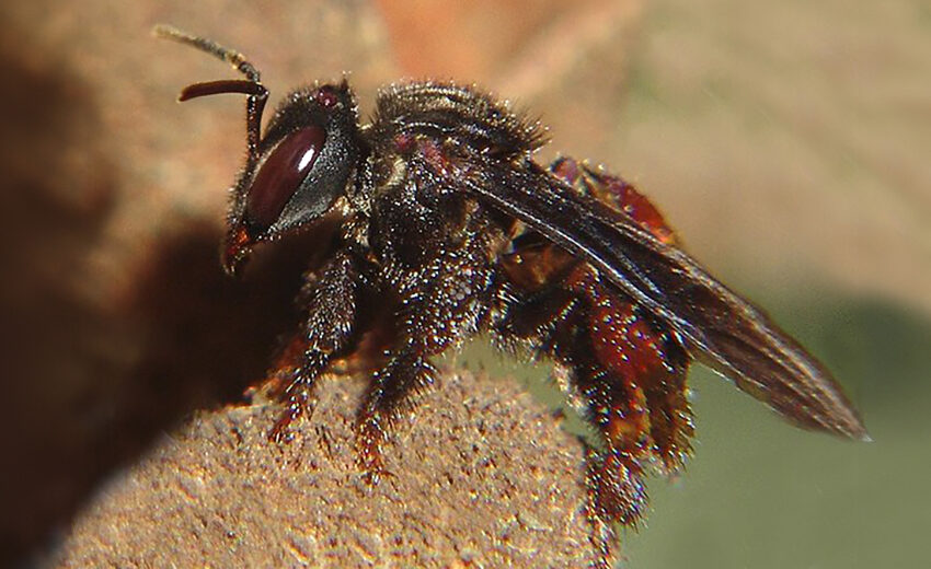 vulture bee