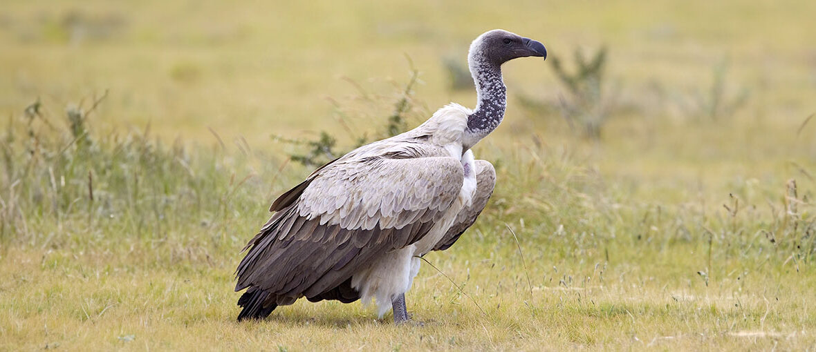 white-backed vulture