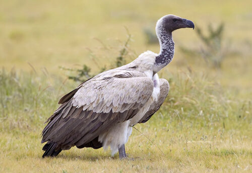 white-backed vulture