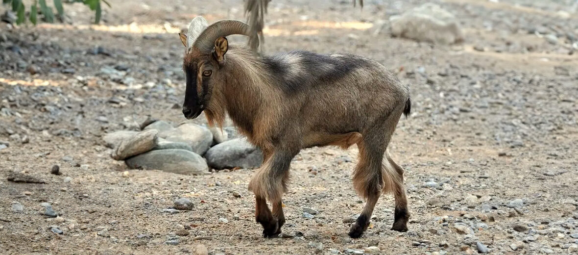 Arabian tahr