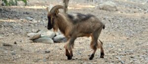 Arabian tahr