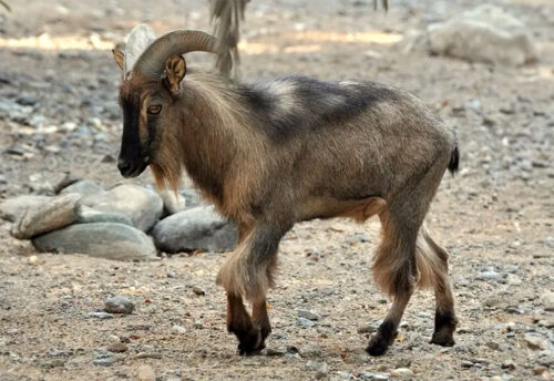 Arabian tahr