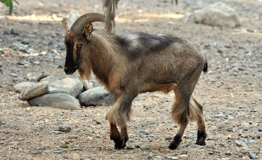 Arabian tahr