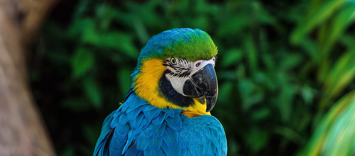 blue-and-yellow macaw