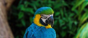 blue-and-yellow macaw