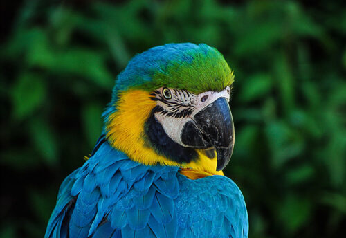 blue-and-yellow macaw