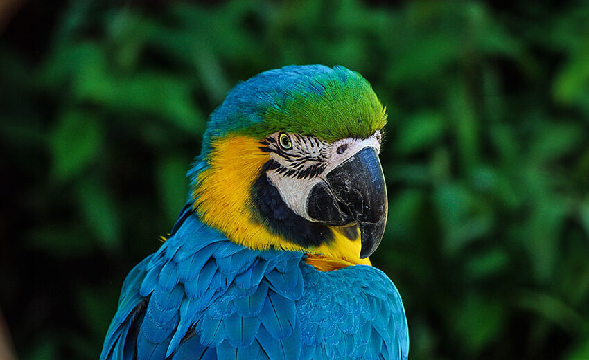 blue-and-yellow macaw