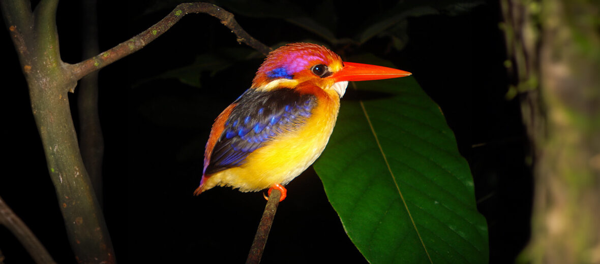 black-backed dwarf kingfisher