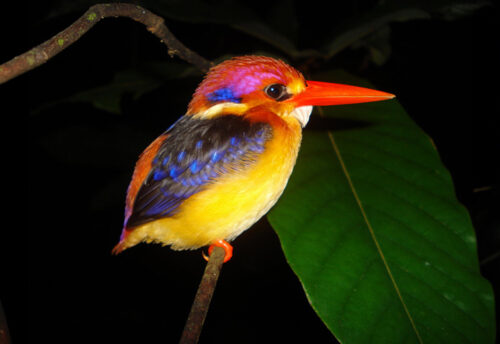 black-backed dwarf kingfisher