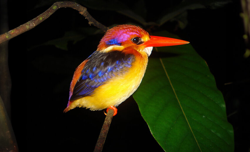 black-backed dwarf kingfisher