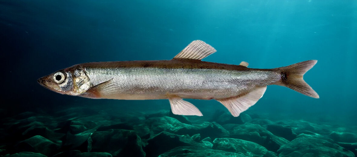 capelin