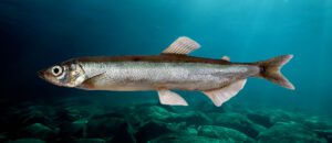 capelin