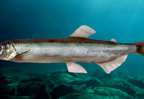 capelin