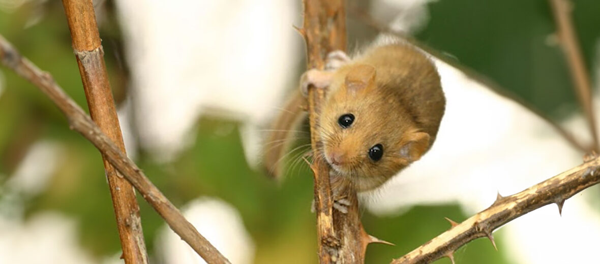 hazel dormouse