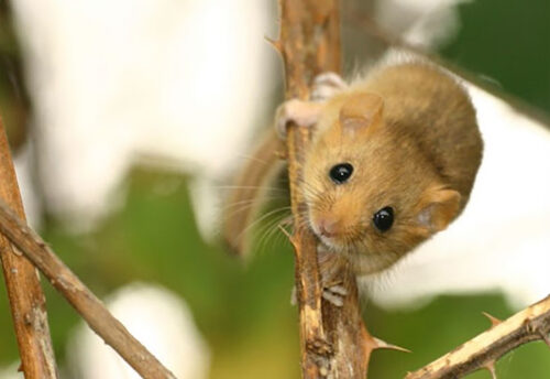 hazel dormouse